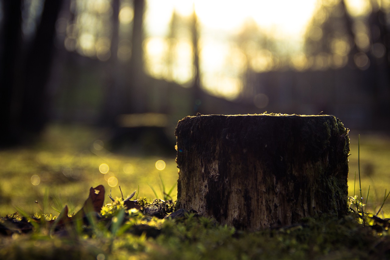 Creating DIY Tree Stump Tables for Rustic Decor